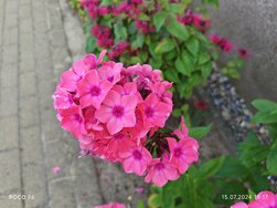 IMG_20240715_191735.jpg