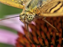 IMG_20240717_160719_649.jpg