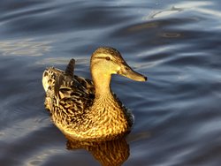 IMG_20240717_160529_229.jpg