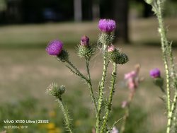 IMG_20240718_181916.jpg