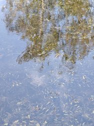 IMG_20240719_184417.jpg