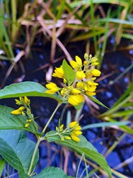 IMG_20240720_171107.jpg