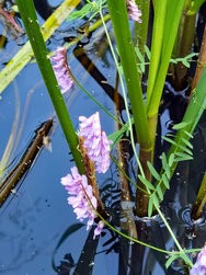 IMG_20240720_171127.jpg