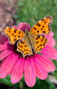 Schmetterling Pixel.jpg
