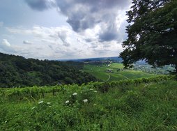 IMG_20240724_160516698_HDR.jpg