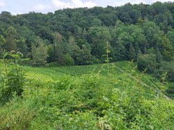 IMG_20240724_160548430_HDR.jpg