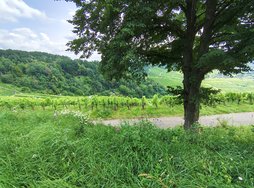 IMG_20240724_160631188_HDR.jpg