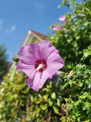 IMG_20240722_111617781_HDR_PORTRAIT.jpg