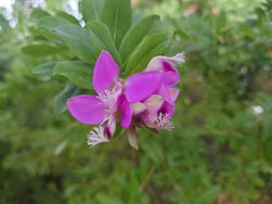 Polygala myrtifolia.JPG