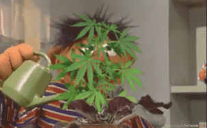 1000036171.gif
