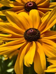 IMG_20240725_094128.jpg