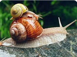 99Schnecke.png