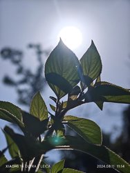 IMG_20240811_111405.jpg