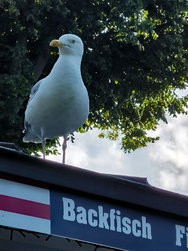 IMG_20240803_172138.jpg