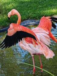 IMG_20240718_174306.jpg