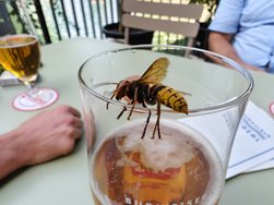 IMG_20240809_154017.jpg