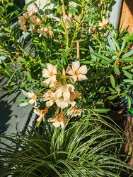 IMG_20240824_091730.jpg