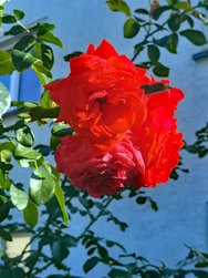 IMG_20240827_165953.jpg