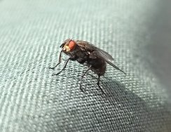 Fliege1.jpg