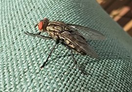 Fliege2.jpg