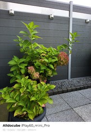 sukashi_20240903_070914.jpg