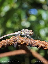 IMG_20240906_113110.jpg
