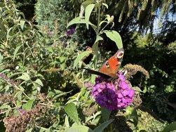 IMG_7172.jpeg