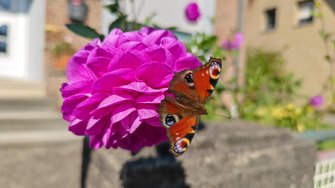 IMG_20240915_113011.jpg