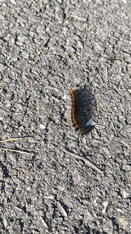 IMG_20240915_171623.jpg