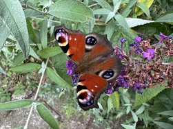 IMG_7204.jpeg