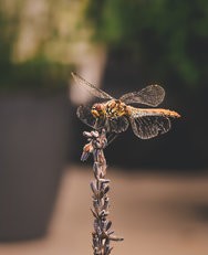 IMG_20240815_130229.jpg