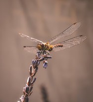 IMG_20240815_130725.jpg