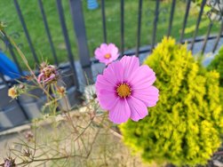 IMG_20240918_172228.jpg