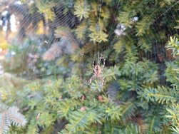 IMG_20240918_184103.jpg