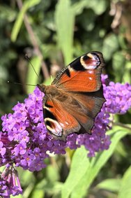 Tagpfauenauge 01 Huawei Pura 70.jpg