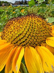 GCAM_20240923_132818649.jpg