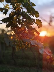 IMG_20240913_192237.jpg