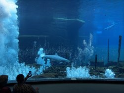 IMG_8757.jpeg