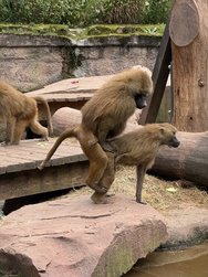 IMG_8733.jpeg