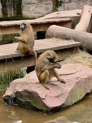 IMG_8730.jpeg
