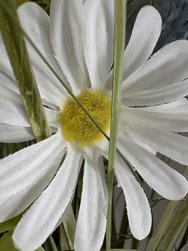 IMG_6609.jpeg