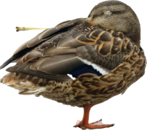 Clipped_image_20240929_193124.png