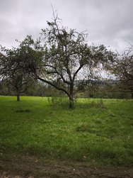 IMG_20241003_154133.jpg