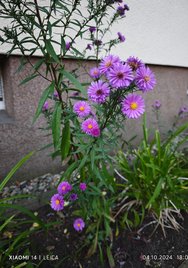 IMG_20241004_180445.jpg