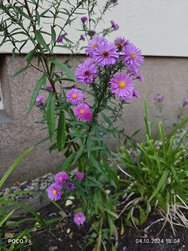 IMG_20241004_180439.jpg
