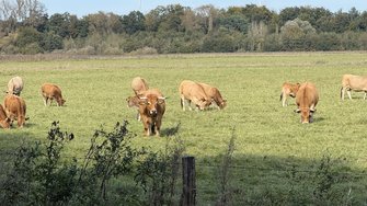 IMG_2041.jpeg