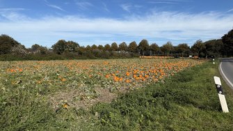IMG_2050.jpeg