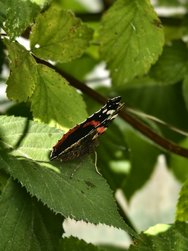 IMG_20240822_150546.jpg