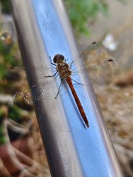 IMG_20240907_113221.jpg