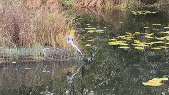 IMG_2096.jpeg